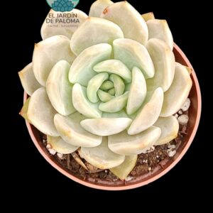 Echeveria Latte rose