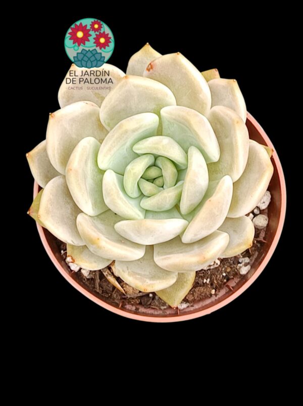 Echeveria Latte rose