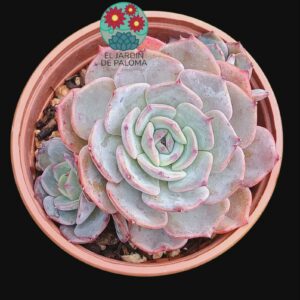 Echeveria Laurensis con hijos