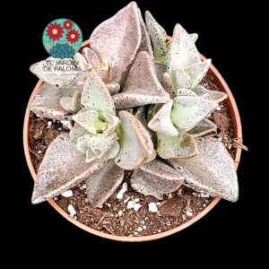 Lenophyllum Guttatum