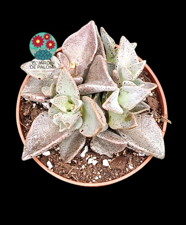 Lenophyllum Guttatum