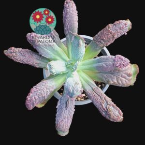 Echeveria Linguas (maceta grande)