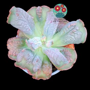 Echeveria Linguas (maceta grande)