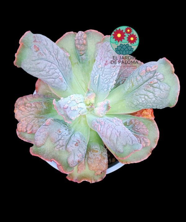 Echeveria Linguas (maceta grande)