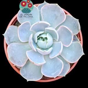 Echeveria Lotus