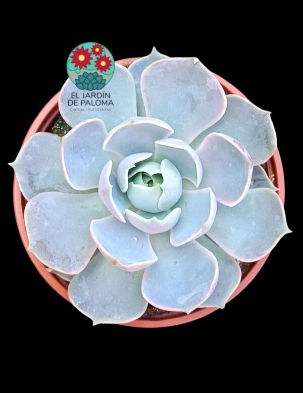 Echeveria Lotus