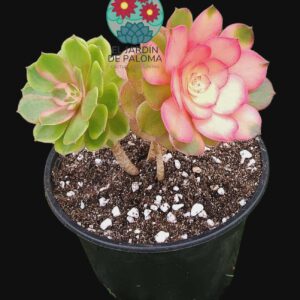Aeonium Quingcheng variegata cluster (Love in fallen, importación)