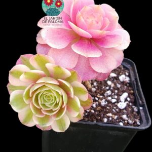 Aeonium Love in the fallen variegata (importación, tal cual se ve en fotografía)