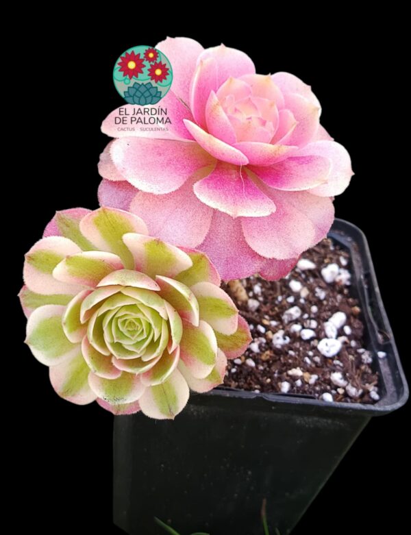 Aeonium Love in the fallen variegata (importación, tal cual se ve en fotografía)