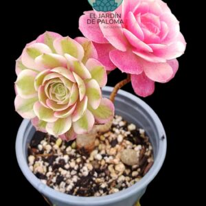 Aeonium Love in the fallen variegata (importación, tal cual se ve en fotografía)