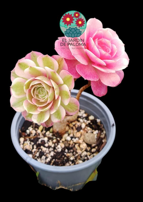 Aeonium Love in the fallen variegata (importación, tal cual se ve en fotografía)