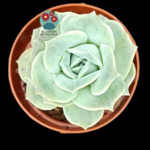 Graptoveria Lovely rose