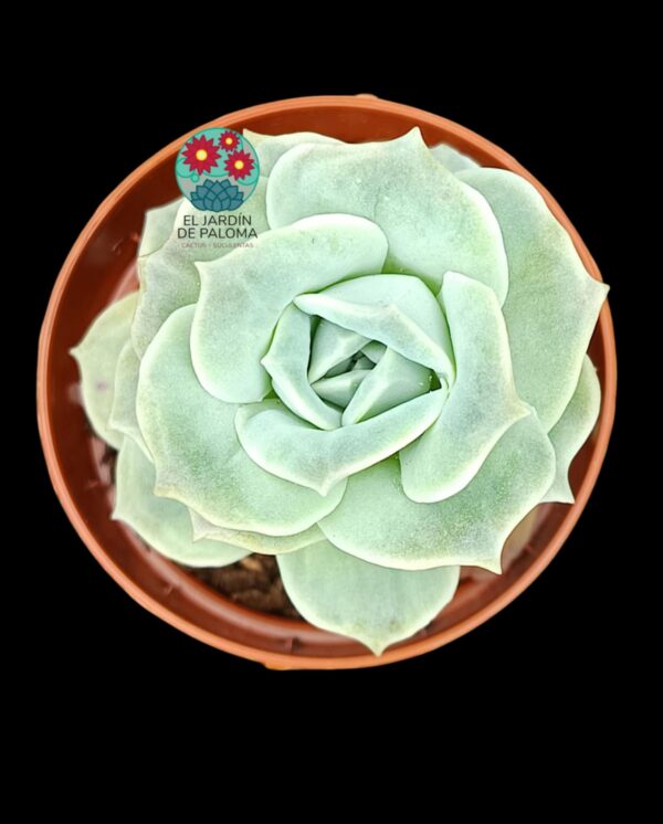 Graptoveria Lovely rose