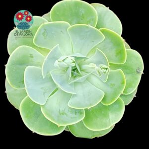 Echeveria Love's light (maceta grande)