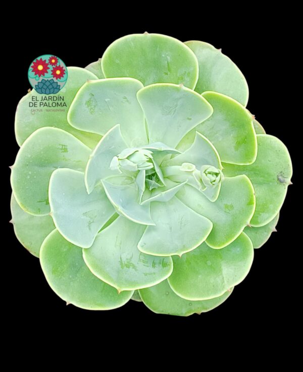 Echeveria Love's light (maceta grande)