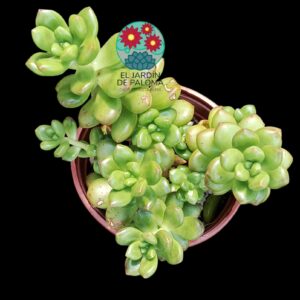Sedum lucidum obesum (es grande)