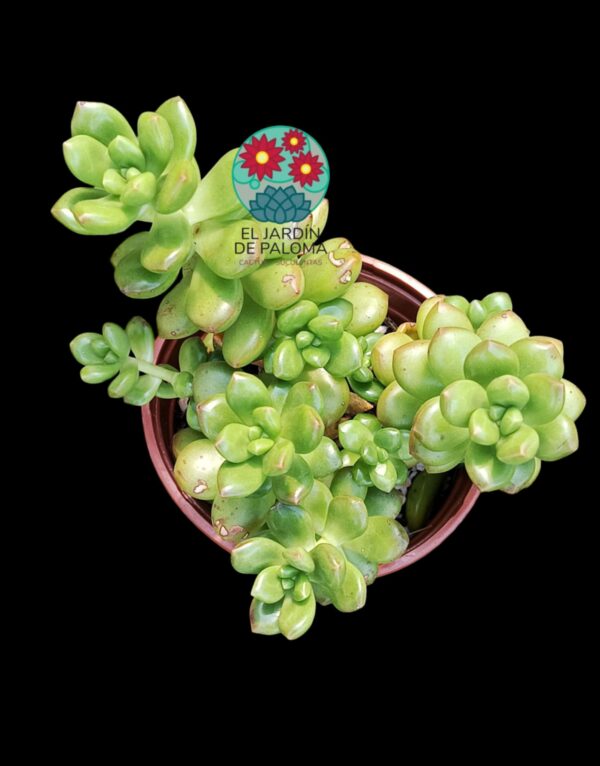 Sedum lucidum obesum (es grande)