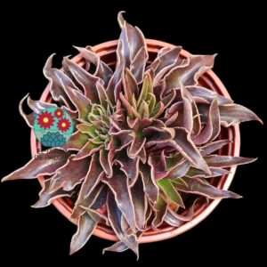 Echeveria Lutea (varias rosetas)