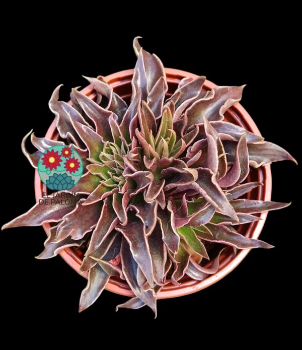 Echeveria Lutea (varias rosetas)