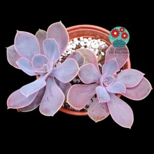 Echeveria Lynn doble roseta