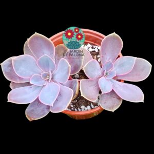 Echeveria Lynn doble roseta