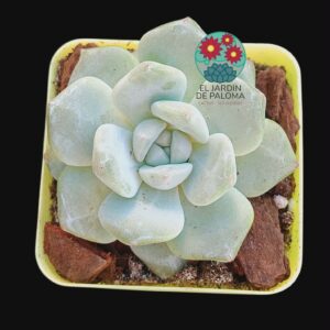 Echeveria Macchiato (importación)