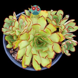 Echeveria pulidonis "Magma pearl" bouquet (maceta grande)
