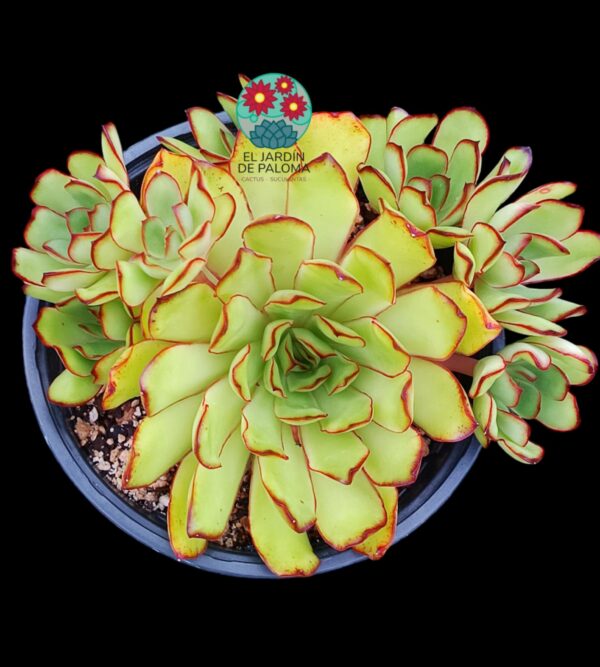 Echeveria pulidonis "Magma pearl" bouquet (maceta grande)