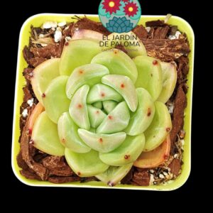 Echeveria Malgan (importación)