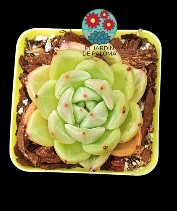 Echeveria Malgan (importación)