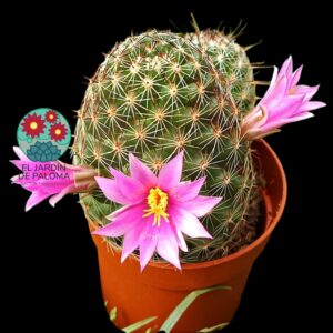 Mammillaria Blosfeldiana doble