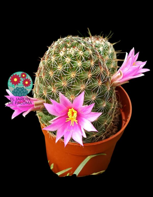 Mammillaria Blosfeldiana doble