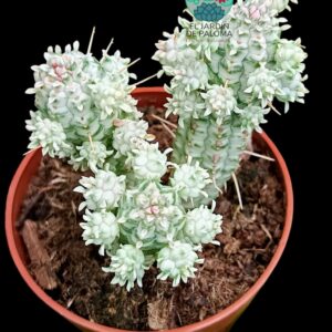 Euphorbia Mammillaris