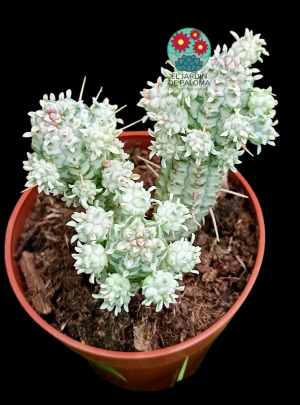 Euphorbia Mammillaris