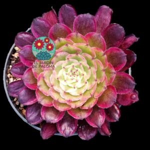 Aeonium Mardi grass variegata