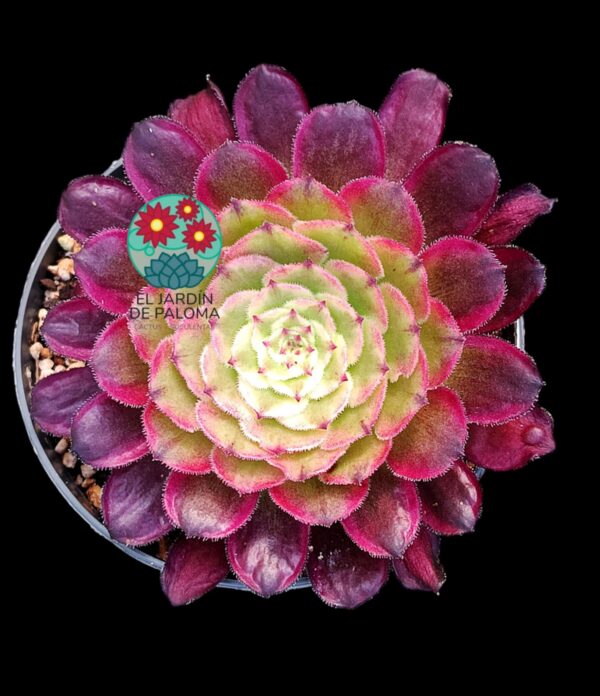 Aeonium Mardi grass variegata