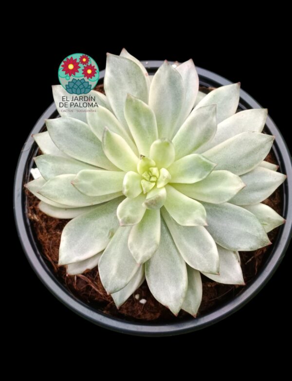 Echeveria "Green emerald" variegata
