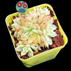 Echeveria Mebina variegata cluster (importación)