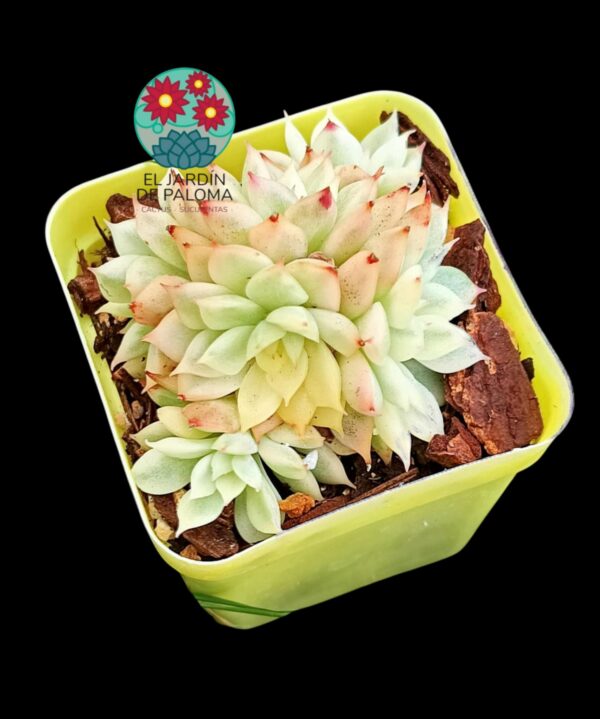 Echeveria Mebina variegata cluster (importación)