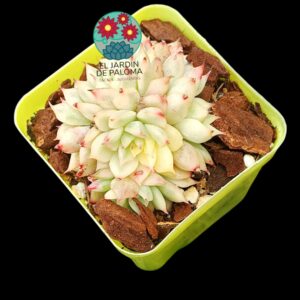 Echeveria Esther variegata cluster (importación)