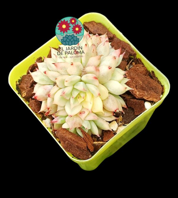 Echeveria Esther variegata cluster (importación)