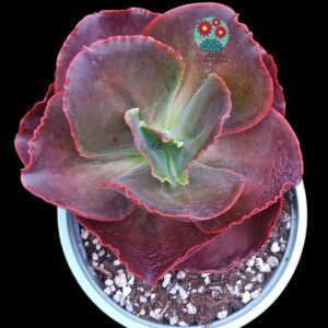 Echeveria Medallion (maceta grande)