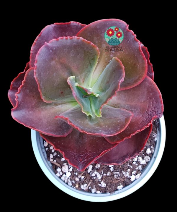 Echeveria Medallion (maceta grande)