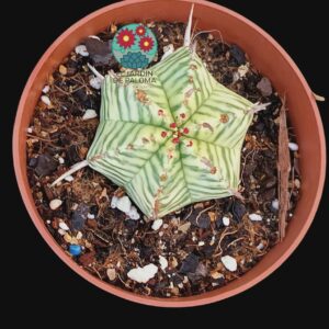 Euphorbia Meliformis variegata