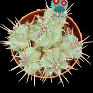 Euphorbia Valida (colonia)