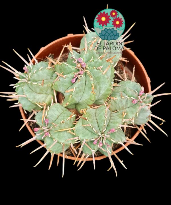 Euphorbia Valida (colonia)