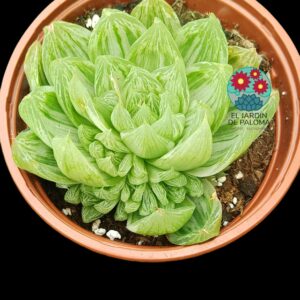 Haworthia Mucronata variegata