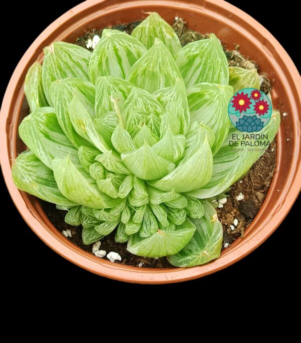 Haworthia Mucronata variegata