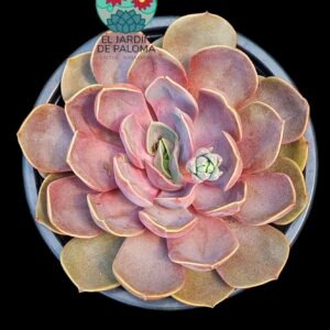 Echeveria Mina