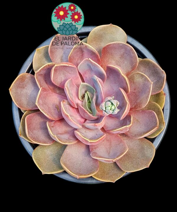 Echeveria Mina